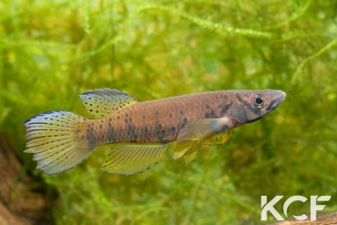 Epiplatys sp. Poku Gamba GLC 12 male adulte 
