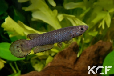 Epiplatys spilargyreius Djikoy MS 09-29 male adulte 