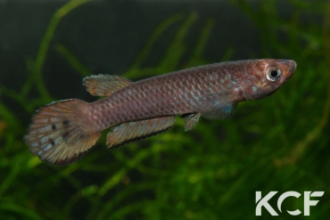 Epiplatys spilargyreius Djikoy MS 09-29 male adulte 