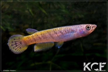 Epiplatys spilargyreius Malakai male adulte 