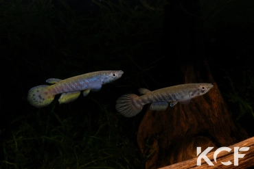 Epiplatys spilargyreius Malakai couple adulte 