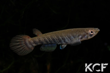 Epiplatys spilargyreius Malakai femelle adulte 