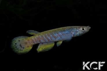 Epiplatys spilargyreius Malakai male adulte 