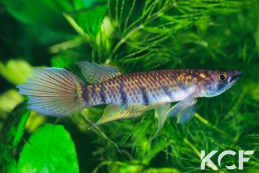 Epiplatys togolensis 10 km Ikeja route Ikeja-Lagos male adulte 