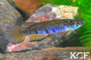 Epiplatys togolensis Iwo NTC 07-01 male adulte 