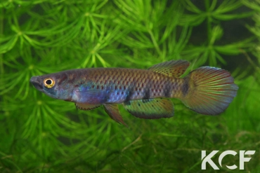 Epiplatys togolensis Iwo NTC 07-01 male adulte 