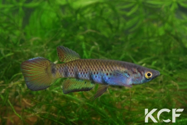 Epiplatys togolensis Iwo NTC 07-01 male adulte 
