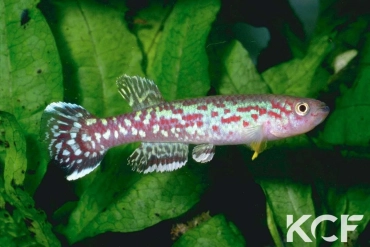 Fundulopanchax marmoratus  male adulte 