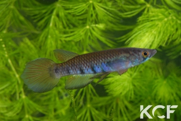 Epiplatys togolensis Iwo NTC 07-01 male adulte 