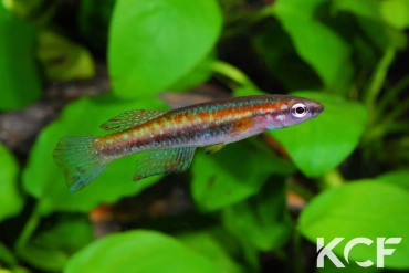 Episemion krystallinoron Est Edoum BBS 99-23 male adulte 