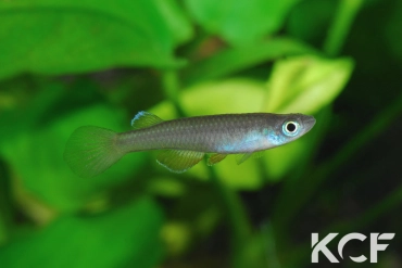 Foerschichtys nigeriensis  male adulte 