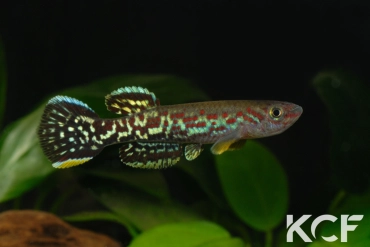 Fundulopanchax marmoratus Ituka ADL 13-43 male adulte 