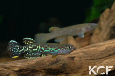 Fundulopanchax marmoratus Ituka ADL 13-43 male adulte 