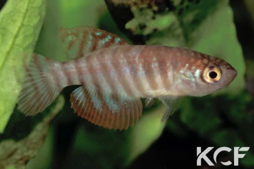 Hypsolebias alternatus  male adulte 