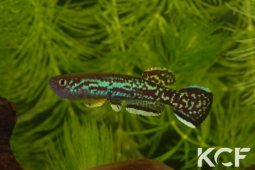 Fundulopanchax marmoratus Mundemba GS1-88 male adulte 