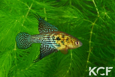 Hypsolebias auratus Lagoa Grande male adulte 