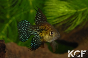 Hypsolebias auratus Lagoa Grande male adulte 