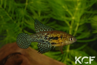 Hypsolebias auratus Lagoa Grande male adulte 