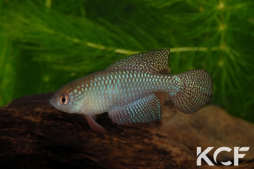 Hypsolebias carlettoi  male adulte 