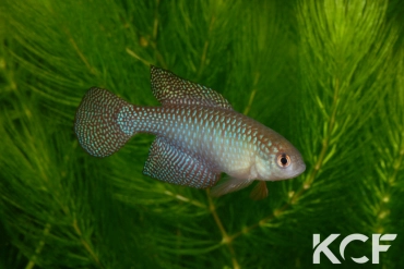 Hypsolebias carlettoi  male adulte 