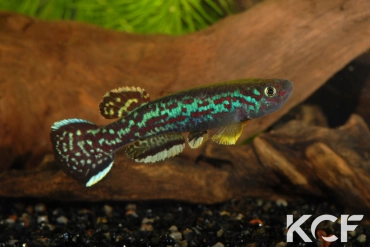 Fundulopanchax marmoratus Mundemba GS1-88 male adulte 