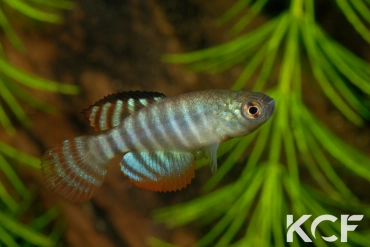 Hypsolebias fasciatus Unai NP 07-03 TT male adulte 