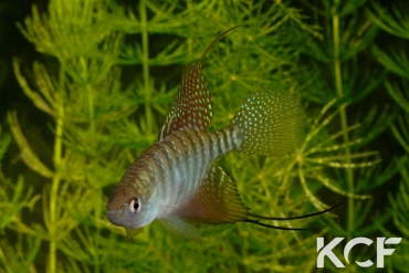 Hypsolebias flagellatus Malhada NP 06-09 male adulte 