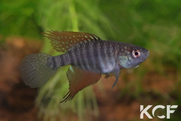 Hypsolebias flagellatus Malhada NP 06-09 male adulte 