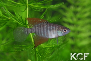 Hypsolebias flagellatus Malhada NP 06-09 male adulte 