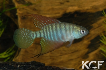 Hypsolebias flagellatus Malhada NP 06-09 male adulte 