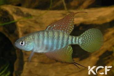 Hypsolebias flagellatus Malhada NP 06-09 male adulte 