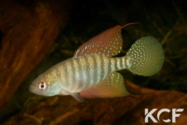 Hypsolebias flagellatus Malhada NP 06-09 male adulte 