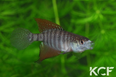 Hypsolebias flagellatus Malhada NP 06-09 male adulte 