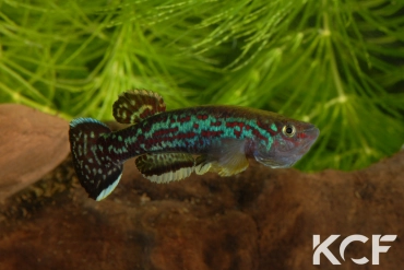 Fundulopanchax marmoratus Mundemba GS1-88 male adulte 