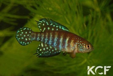 Hypsolebias gibberatus  male adulte 