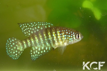 Hypsolebias gibberatus  male adulte 