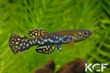 Fundulopanchax mirabilis moensis Kendem ADL 13-24 male adulte 