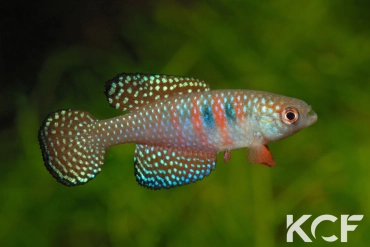 Hypsolebias magnificus  male adulte 