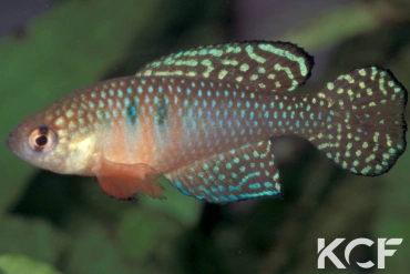 Hypsolebias magnificus  male adulte 