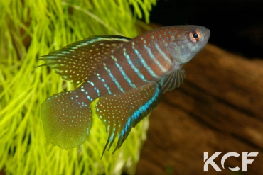 Hypsolebias marginatus  male adulte 