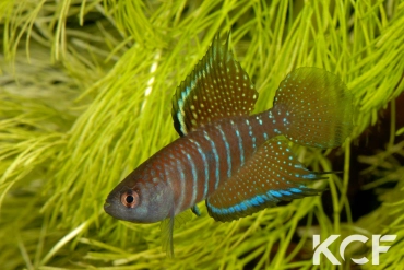 Hypsolebias marginatus  male adulte 