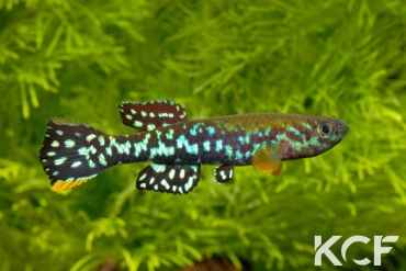 Fundulopanchax mirabilis moensis Kendem ADL 13-24 male adulte 