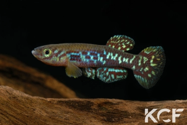 Fundulopanchax mirabilis moensis Kendem ADL 13-24 male adulte 