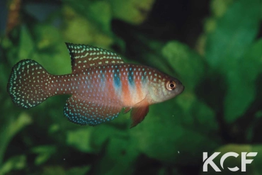 Hypsolebias picturatus  male adulte 