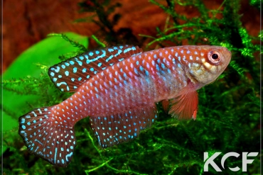 Hypsolebias picturatus Ibotirama BSFS 08-02 male adulte 