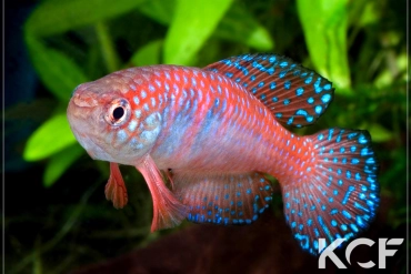 Hypsolebias picturatus Ibotirama BSFS 08-02 male adulte 