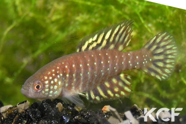 Hypsolebias similis  male adulte 