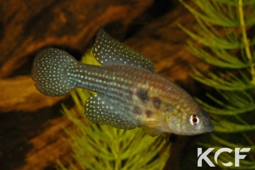 Hypsolebias trilineatus  male adulte 