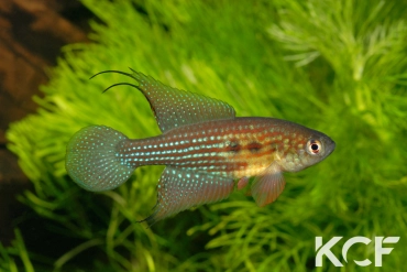 Hypsolebias trilineatus Brasilandia male adulte 