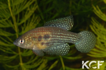 Hypsolebias trilineatus  male adulte 